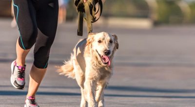 Dentro la dichiarazione – 1 La detrazione delle spese veterinarie