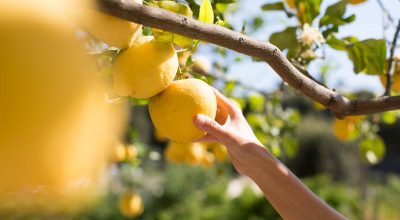 Formazione giovani agricoltori, il credito richiesto spetta per intero