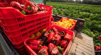 Prodotti agroalimentari monitorati: nelle e-fatture serve il codice Cun