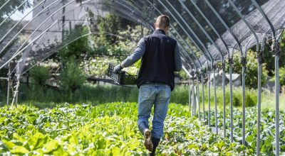 Reddito da attività agricole connesse: quando si determina su base catastale