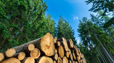 Attività dei consorzi forestali: esente l’esperienza nell’aula museale